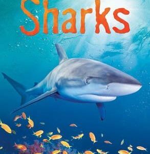 Sharks (Usborne Beginners)